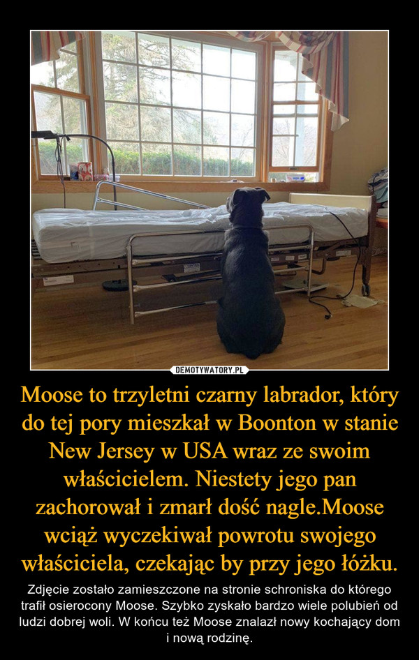 Moose to trzyletni czarny labrador, który do tej pory mieszkał w Boonton w stanie New Jersey w USA wraz ze swoim właścicielem. Niestety jego pan zachorował i zmarł dość nagle.Moose wciąż wyczekiwał powrotu swojego właściciela, czekając by przy jego łóżku. – Zdjęcie zostało zamieszczone na stronie schroniska do którego trafił osierocony Moose. Szybko zyskało bardzo wiele polubień od ludzi dobrej woli. W końcu też Moose znalazł nowy kochający dom i nową rodzinę. 