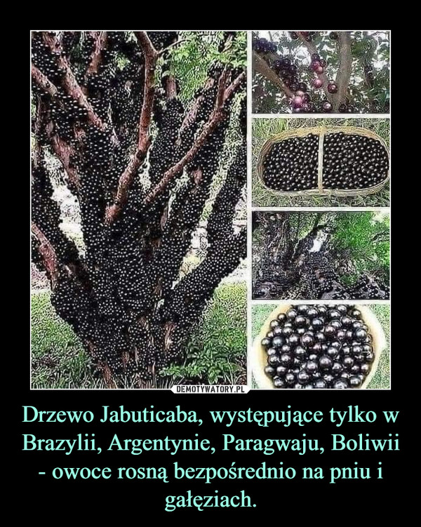 Drzewo Jabuticaba, występujące tylko w Brazylii, Argentynie, Paragwaju, Boliwii - owoce rosną bezpośrednio na pniu i gałęziach.