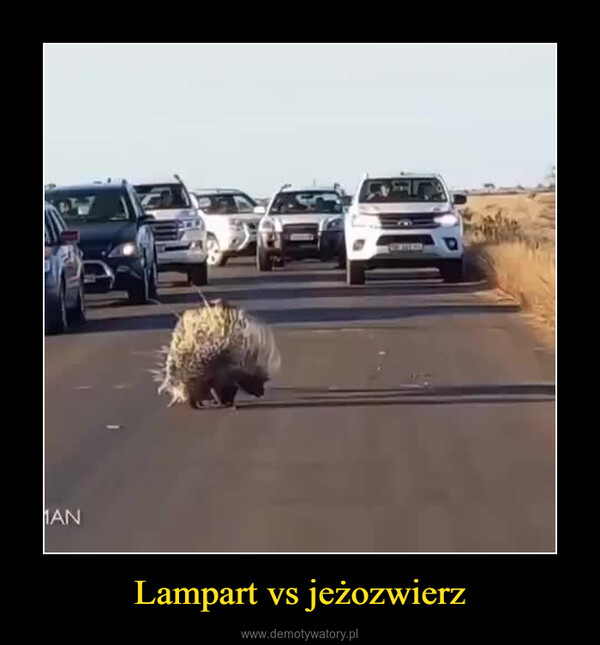 Lampart vs jeżozwierz –  