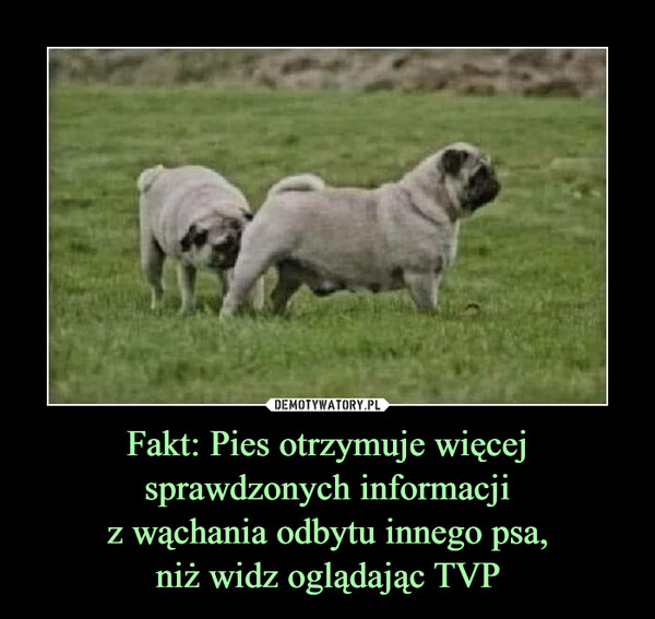 Fakt: Pies otrzymuje więcej sprawdzonych informacjiz wąchania odbytu innego psa,niż widz oglądając TVP –  