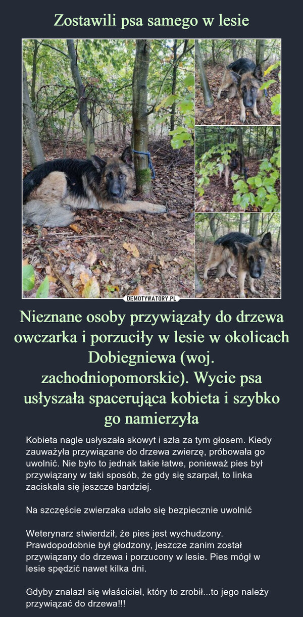 Zostawili psa samego w lesie Nieznane osoby przywiązały do drzewa owczarka i porzuciły w lesie w okolicach Dobiegniewa (woj. zachodniopomorskie). Wycie psa usłyszała spacerująca kobieta i szybko
go namierzyła