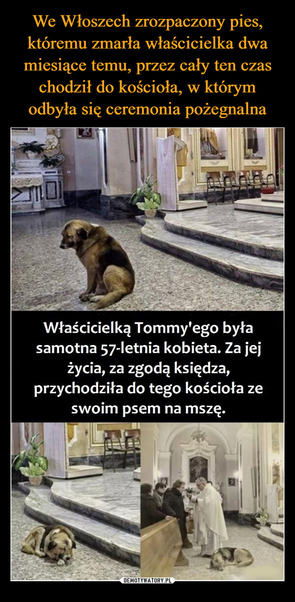  –  Właścicielką Tommy'ego byłasamotna 57-letnia kobieta. Za jejżycia, za zgodą księdza,przychodziła do tego kościoła zeswoim psem na mszę.