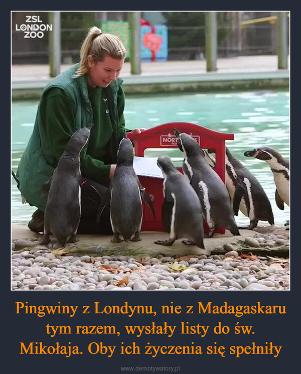 Pingwiny z Londynu, nie z Madagaskaru tym razem, wysłały listy do św. Mikołaja. Oby ich życzenia się spełniły –  