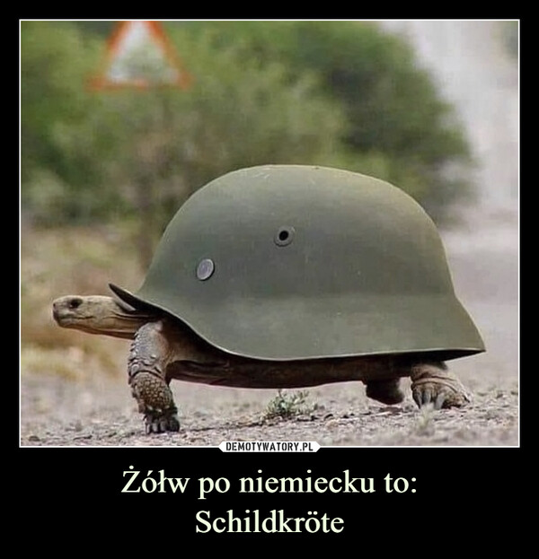Żółw po niemiecku to:
Schildkröte