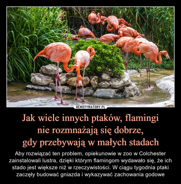 Jak wiele innych ptaków, flaminginie rozmnażają się dobrze,gdy przebywają w małych stadach – Aby rozwiązać ten problem, opiekunowie w zoo w Colchester zainstalowali lustra, dzięki którym flamingom wydawało się, że ich stado jest większe niż w rzeczywistości. W ciągu tygodnia ptaki zaczęły budować gniazda i wykazywać zachowania godowe 