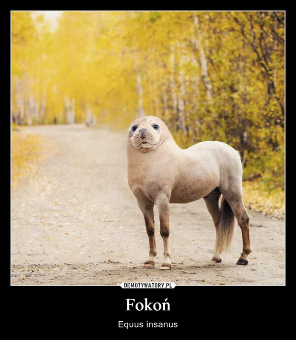 Fokoń – Equus insanus 