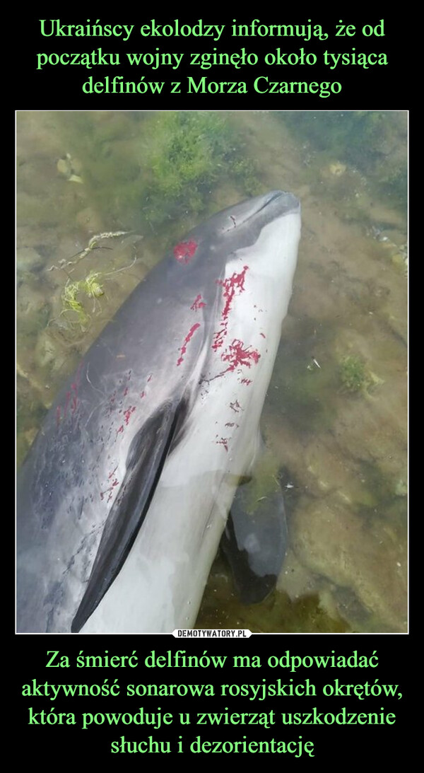Za śmierć delfinów ma odpowiadać aktywność sonarowa rosyjskich okrętów, która powoduje u zwierząt uszkodzenie słuchu i dezorientację –  