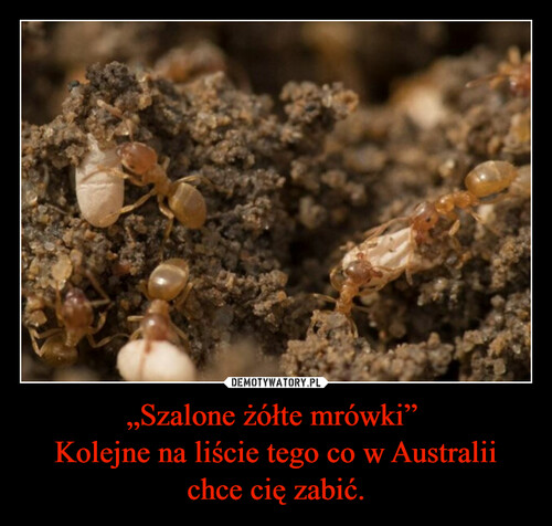 „Szalone żółte mrówki” 
Kolejne na liście tego co w Australii chce cię zabić.
