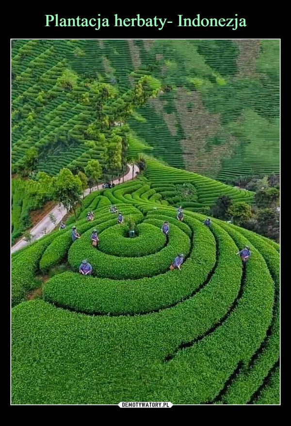 Plantacja herbaty- Indonezja