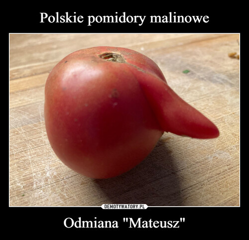 Polskie pomidory malinowe Odmiana "Mateusz"