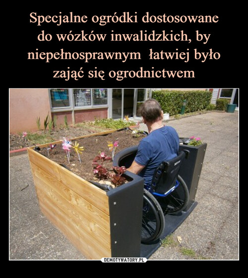 Specjalne ogródki dostosowane
do wózków inwalidzkich, by niepełnosprawnym  łatwiej było zająć się ogrodnictwem