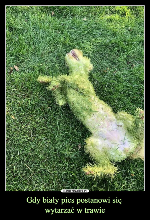Gdy biały pies postanowi się wytarzać w trawie –  