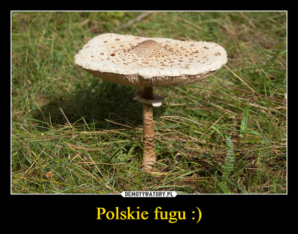 Polskie fugu :) –  