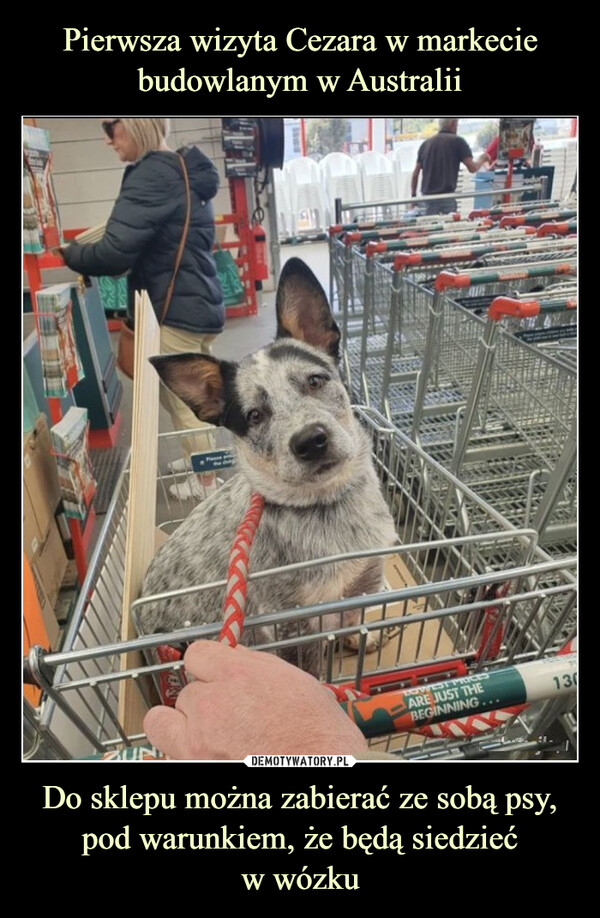 Do sklepu można zabierać ze sobą psy, pod warunkiem, że będą siedziećw wózku –  
