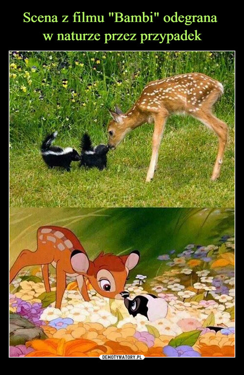 Scena z filmu "Bambi" odegrana 
w naturze przez przypadek