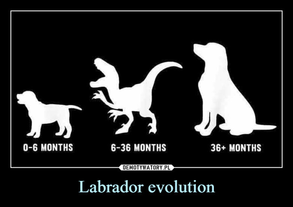Labrador evolution –  