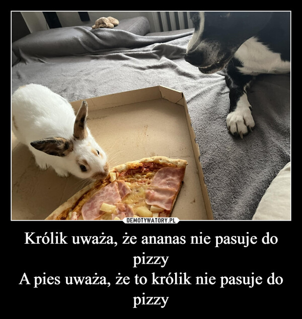 Królik uważa, że ananas nie pasuje do pizzyA pies uważa, że to królik nie pasuje do pizzy –  