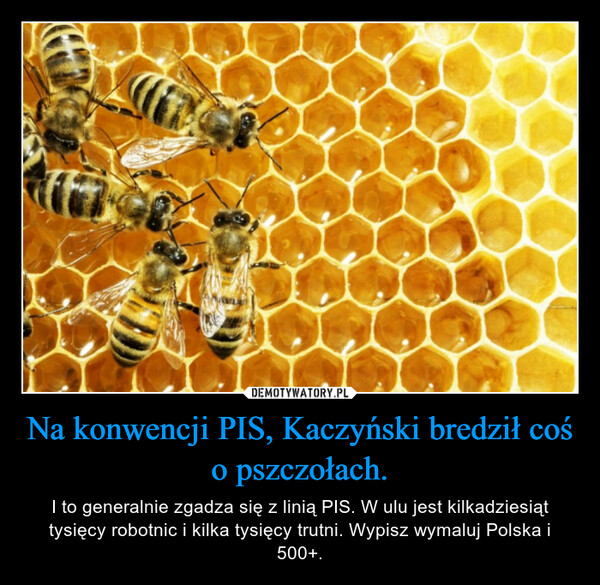 Na konwencji PIS, Kaczyński bredził coś o pszczołach.