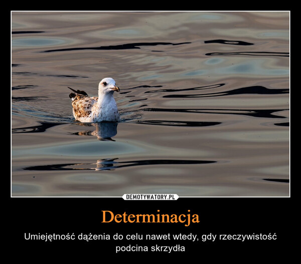 Determinacja – Umiejętność dążenia do celu nawet wtedy, gdy rzeczywistość podcina skrzydła 