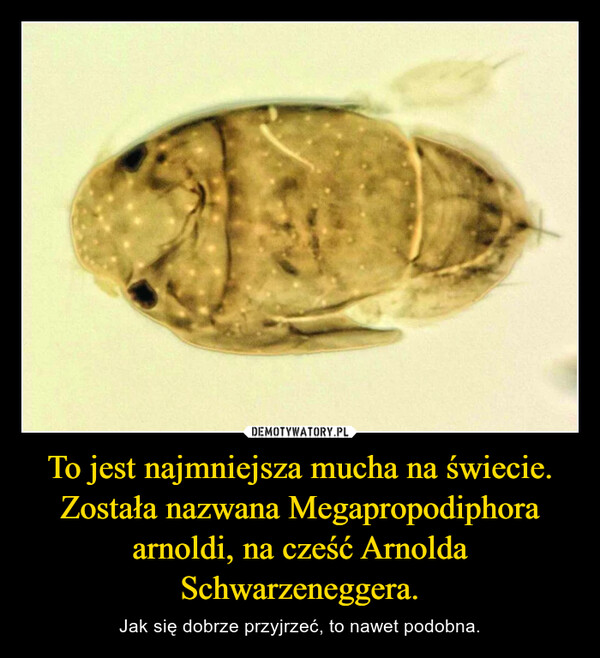 To jest najmniejsza mucha na świecie. Została nazwana Megapropodiphora arnoldi, na cześć Arnolda Schwarzeneggera.