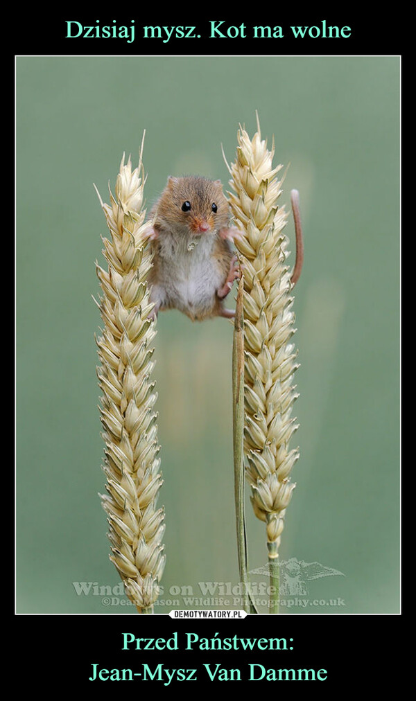 Przed Państwem:Jean-Mysz Van Damme –  Winds on WildlifediⒸDean Mason Wildlife Photography.co.uk