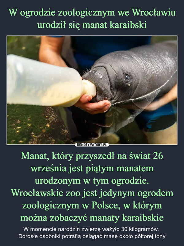 Manat, który przyszedł na świat 26 września jest piątym manatem urodzonym w tym ogrodzie. Wrocławskie zoo jest jedynym ogrodem zoologicznym w Polsce, w którym można zobaczyć manaty karaibskie – W momencie narodzin zwierzę ważyło 30 kilogramów. Dorosłe osobniki potrafią osiągać masę około półtorej tony 