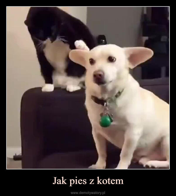Jak pies z kotem –  0.25