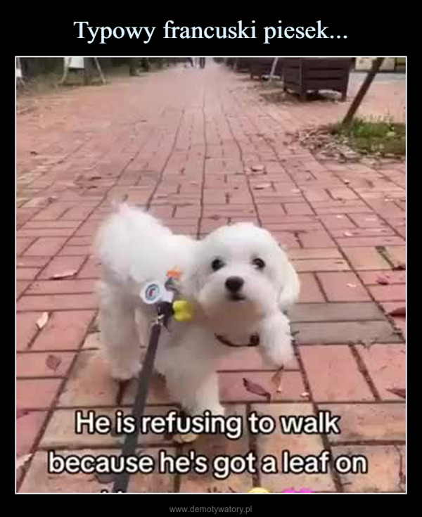  –  He is refusing to walkbecause he's got a leaf onhis paw