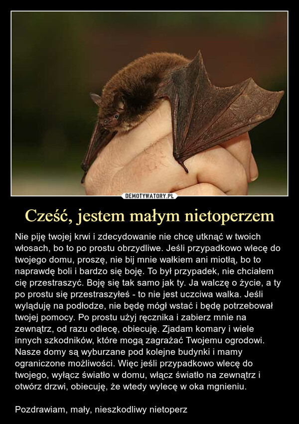 Cześć, jestem małym nietoperzem