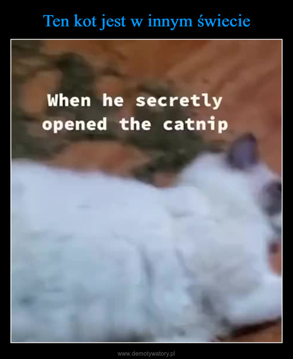  –  When he secretlyopened the catnip