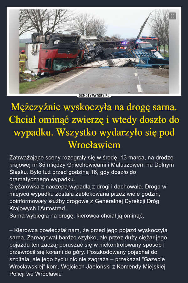 Mężczyźnie wyskoczyła na drogę sarna. Chciał ominąć zwierzę i wtedy doszło do wypadku. Wszystko wydarzyło się pod Wrocławiem – Zatrważające sceny rozegrały się w środę, 13 marca, na drodze krajowej nr 35 między Gniechowicami i Małuszowem na Dolnym Śląsku. Było tuż przed godziną 16, gdy doszło do dramatycznego wypadku.Ciężarówka z naczepą wypadłą z drogi i dachowała. Droga w miejscu wypadku została zablokowana przez wiele godzin, poinformowały służby drogowe z Generalnej Dyrekcji Dróg Krajowych i Autostrad.Sarna wybiegła na drogę, kierowca chciał ją ominąć. – Kierowca powiedział nam, że przed jego pojazd wyskoczyła sarna. Zareagował bardzo szybko, ale przez duży ciężar jego pojazdu ten zaczął poruszać się w niekontrolowany sposób i przewrócił się kołami do góry. Poszkodowany pojechał do szpitala, ale jego życiu nic nie zagraża – przekazał "Gazecie Wrocławskiej" kom. Wojciech Jabłoński z Komendy Miejskiej Policji we Wrocławiu こ