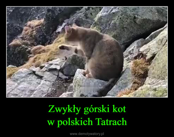 Zwykły górski kotw polskich Tatrach –  