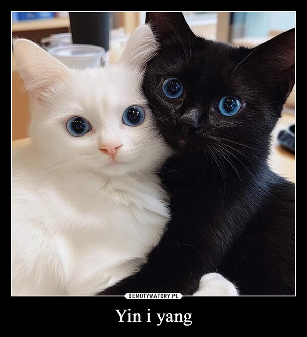 Yin i yang –  