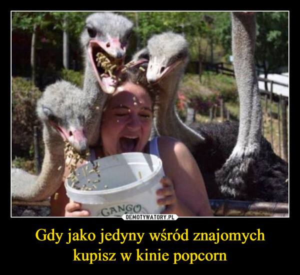Gdy jako jedyny wśród znajomych kupisz w kinie popcorn –  GANGO
