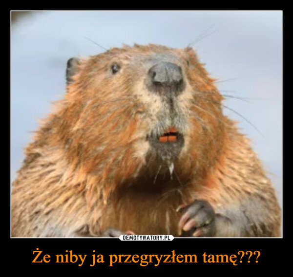 Że niby ja przegryzłem tamę??? –  