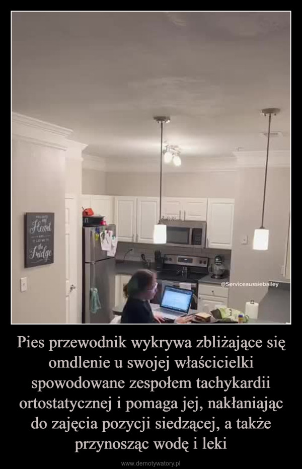 Pies przewodnik wykrywa zbliżające się omdlenie u swojej właścicielki spowodowane zespołem tachykardii ortostatycznej i pomaga jej, nakłaniając do zajęcia pozycji siedzącej, a także przynosząc wodę i leki –  HeartFridgeServiceaussiebailey
