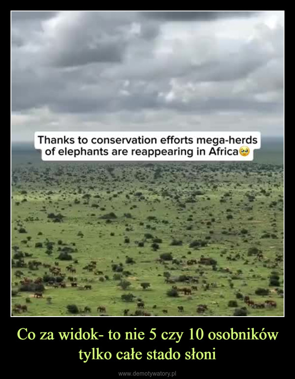 Co za widok- to nie 5 czy 10 osobników tylko całe stado słoni –  Thanks to conservation efforts mega-herdsof elephants are reappearing in Africa