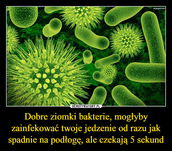 Dobre ziomki bakterie, mogłyby zainfekować twoje jedzenie od razu jak spadnie na podłogę, ale czekają 5 sekund –  na.pulpit.com
