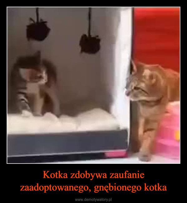 Kotka zdobywa zaufanie zaadoptowanego, gnębionego kotka –  