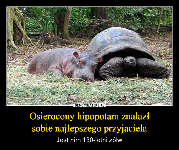 Osierocony hipopotam znalazłsobie najlepszego przyjaciela – Jest nim 130-letni żółw 